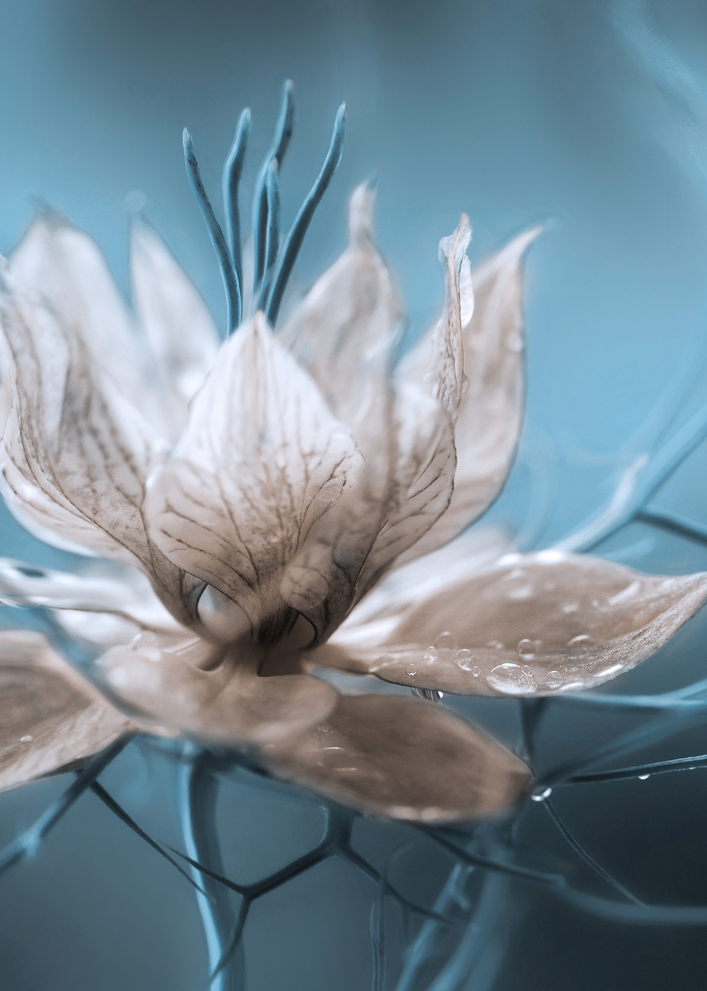 Nigella: постер из коллекции World Class Photos