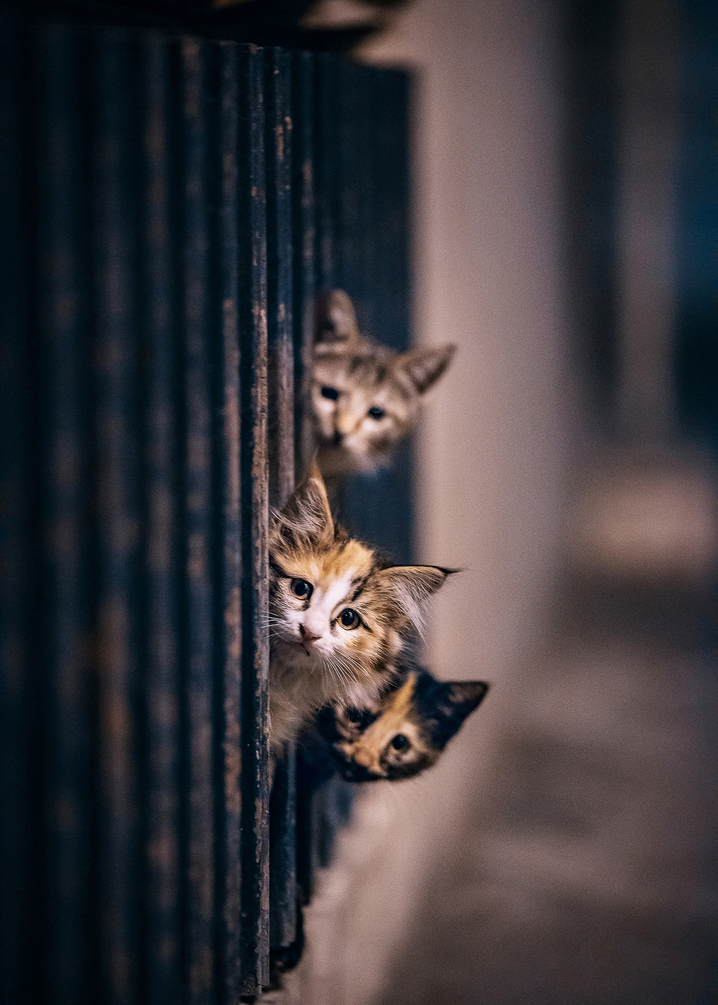 Did some one meow: постер из коллекции World Class Photos