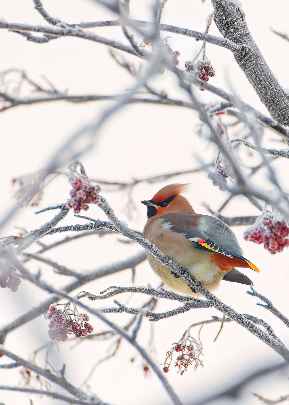 Waxwing: постер из коллекции World Class Photos