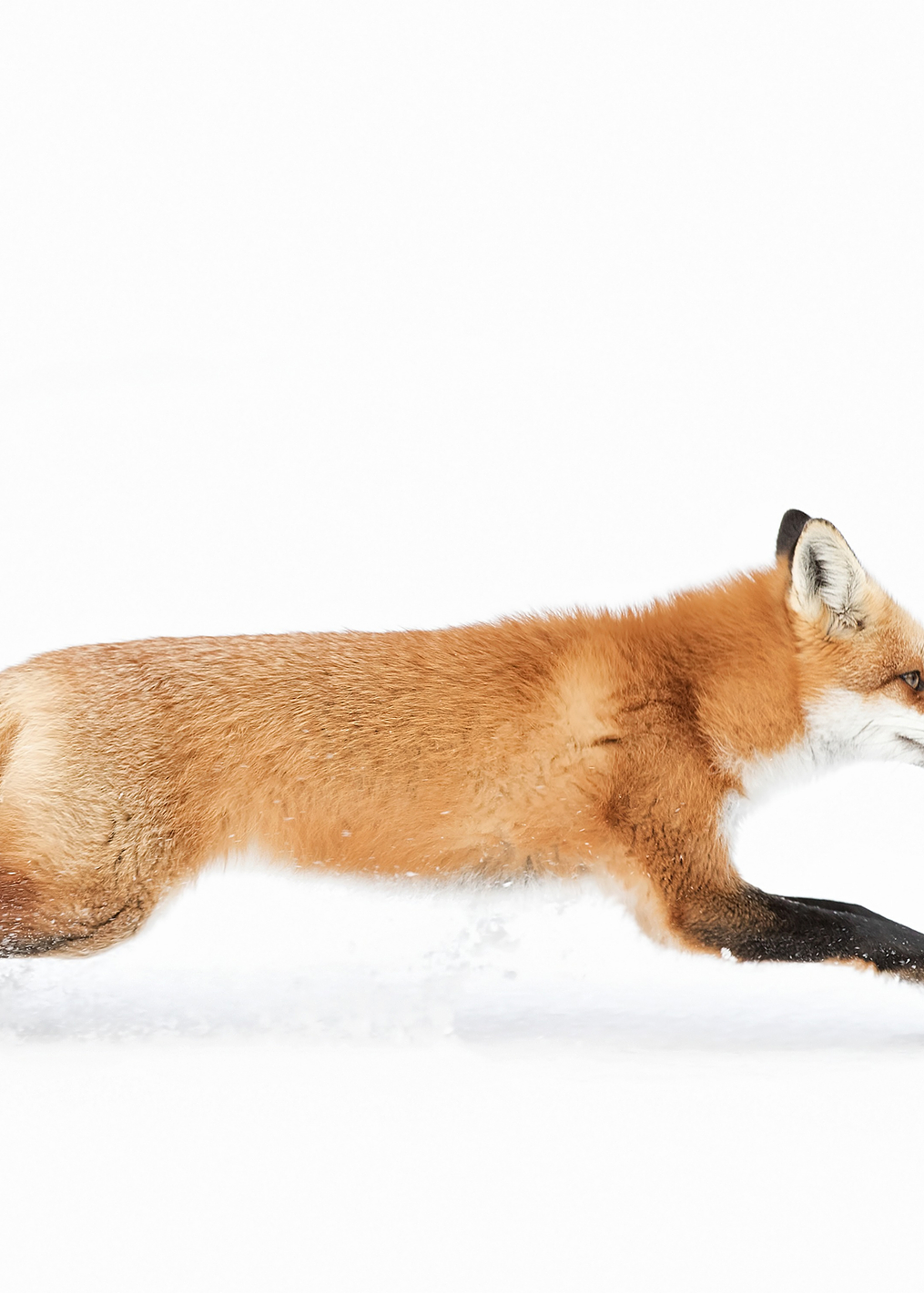 Red Fox on the run: постер из коллекции World Class Photos