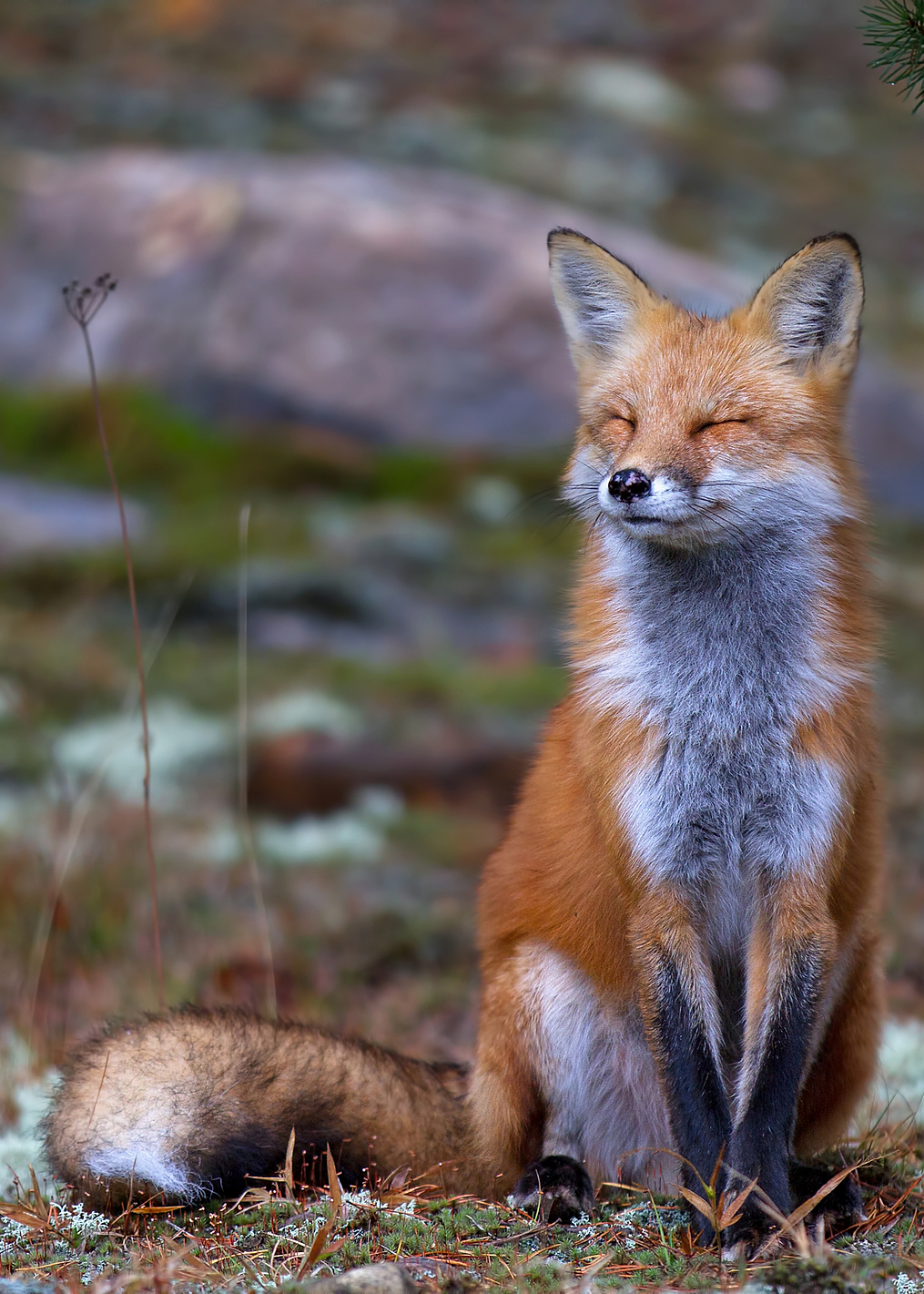 Fox Zen - Algonquin Park: постер из коллекции World Class Photos
