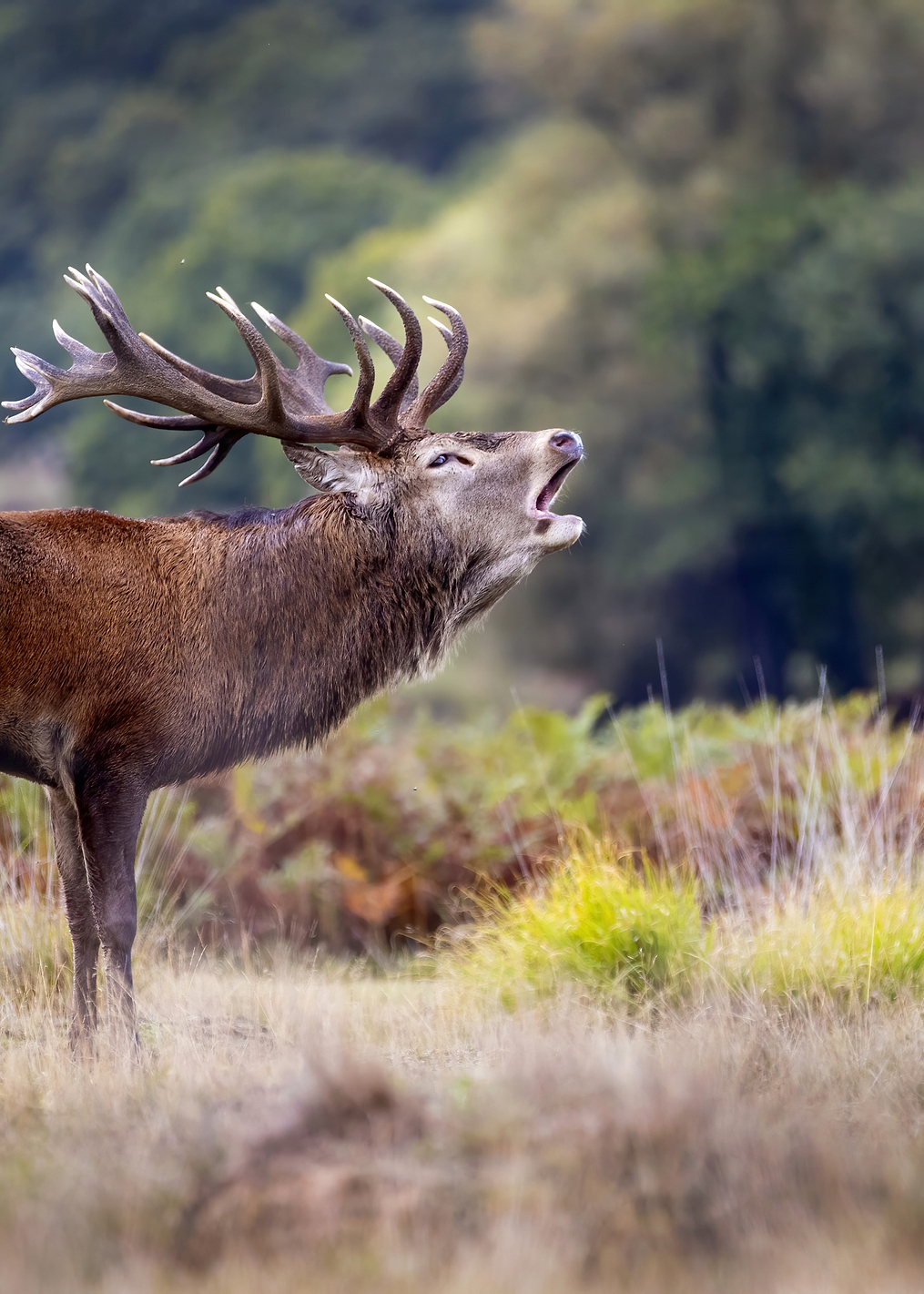 The scream of the deer: постер из коллекции World Class Photos