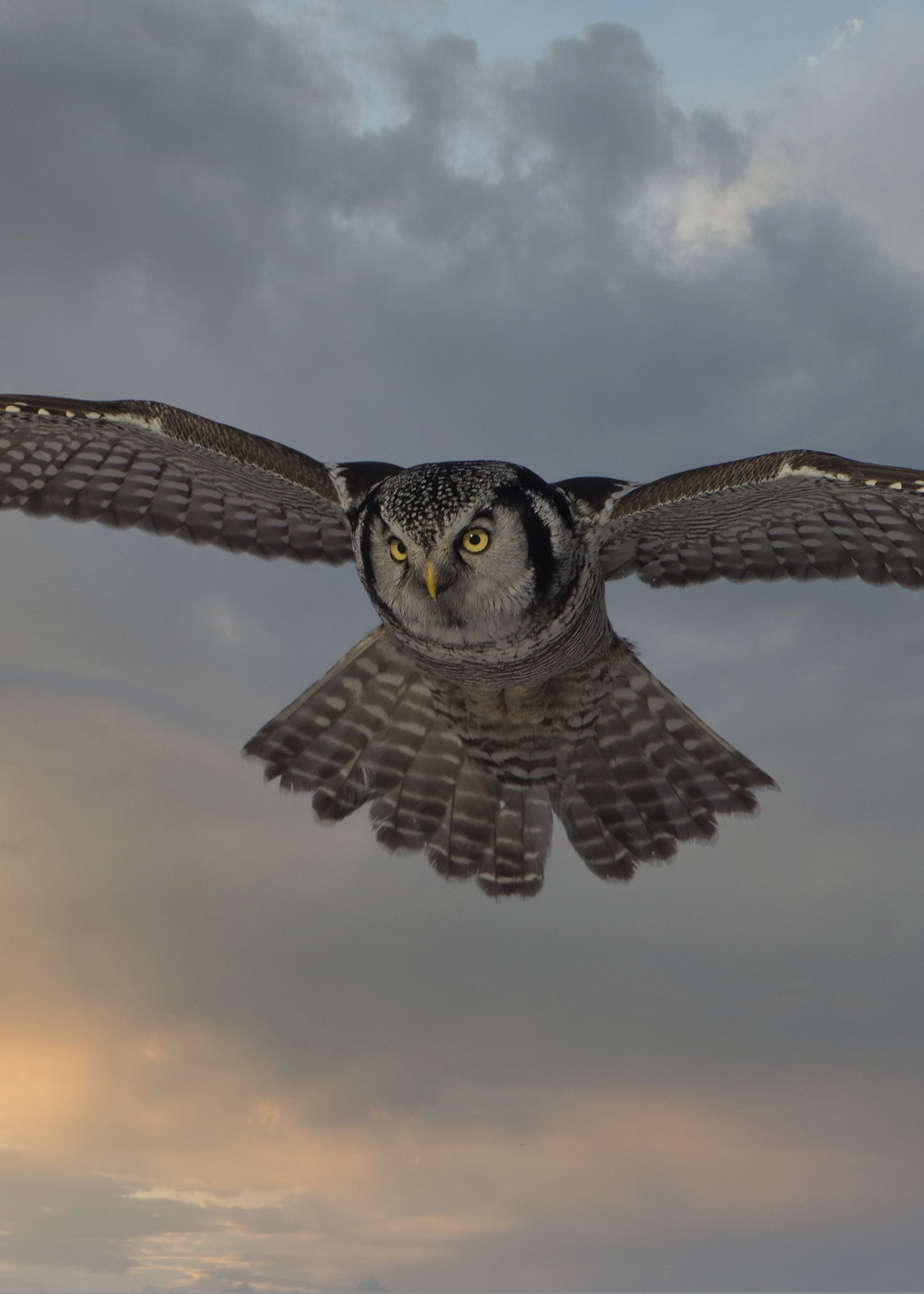 Sky Patrol: постер из коллекции World Class Photos