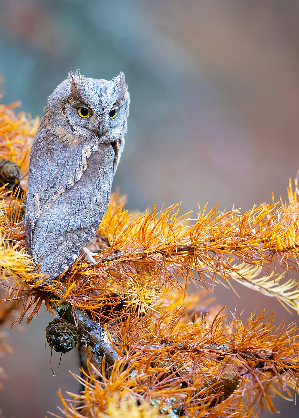 Eurasian scops owl: постер из коллекции World Class Photos