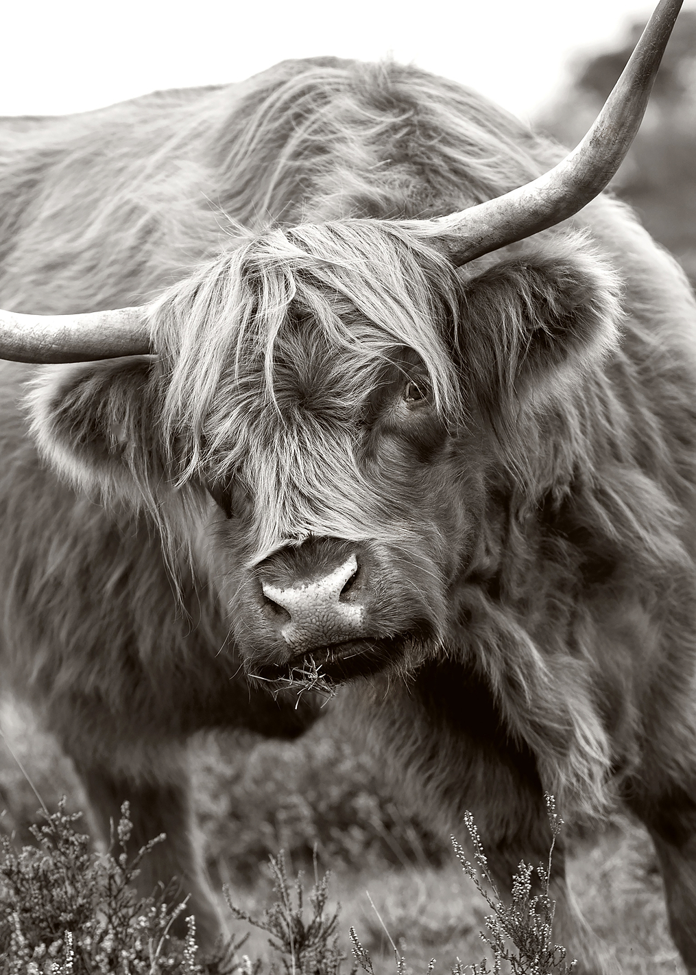 The Bull: постер из коллекции World Class Photos