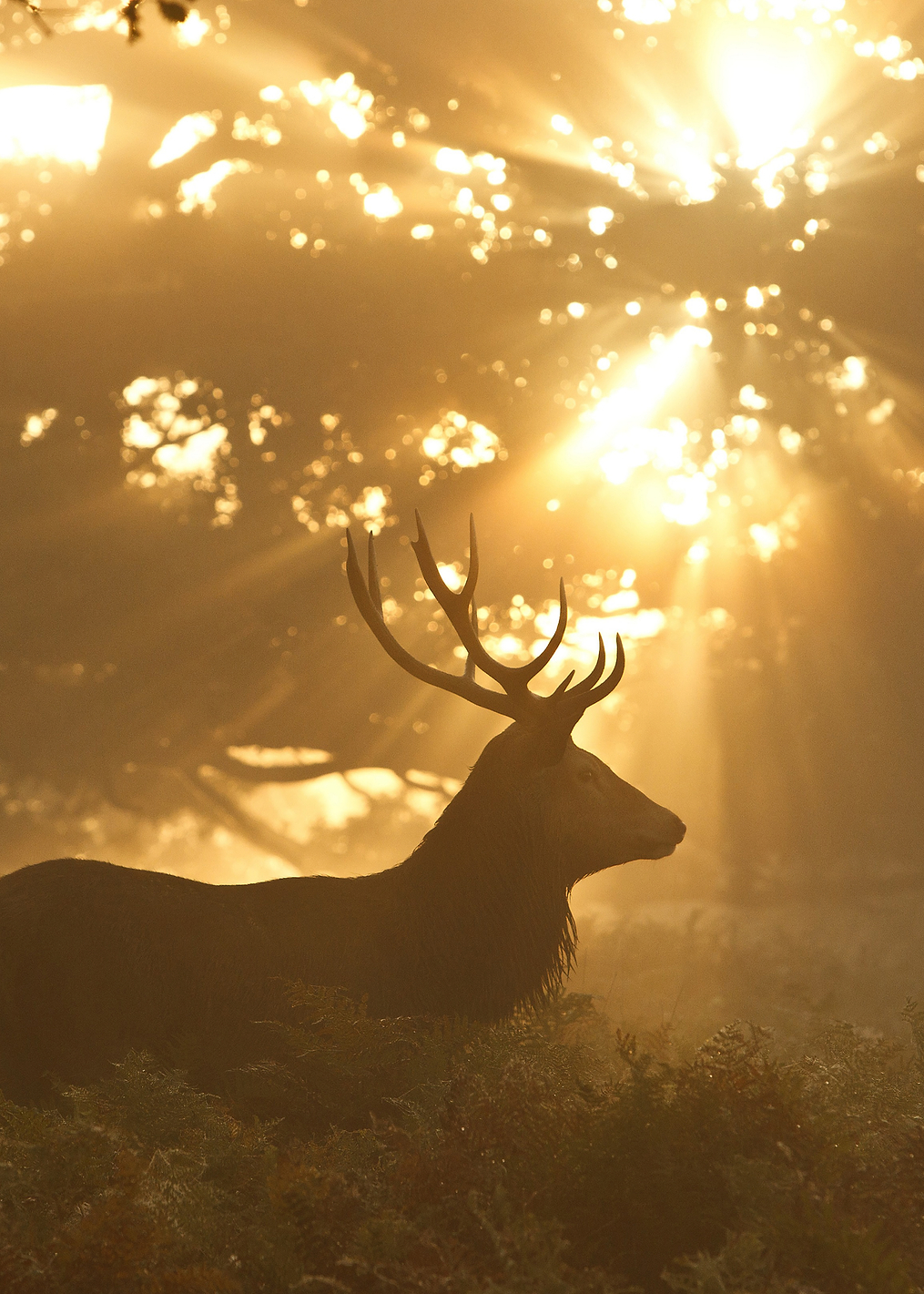 Ghost of the Forest: постер из коллекции World Class Photos
