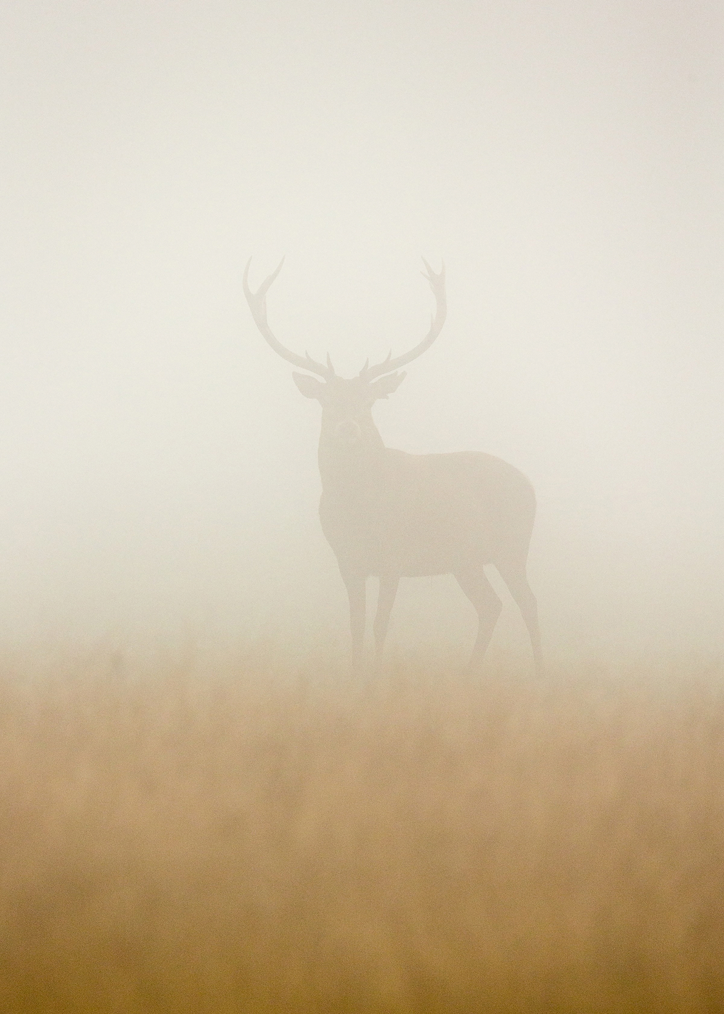 Ghost Stag: постер из коллекции World Class Photos