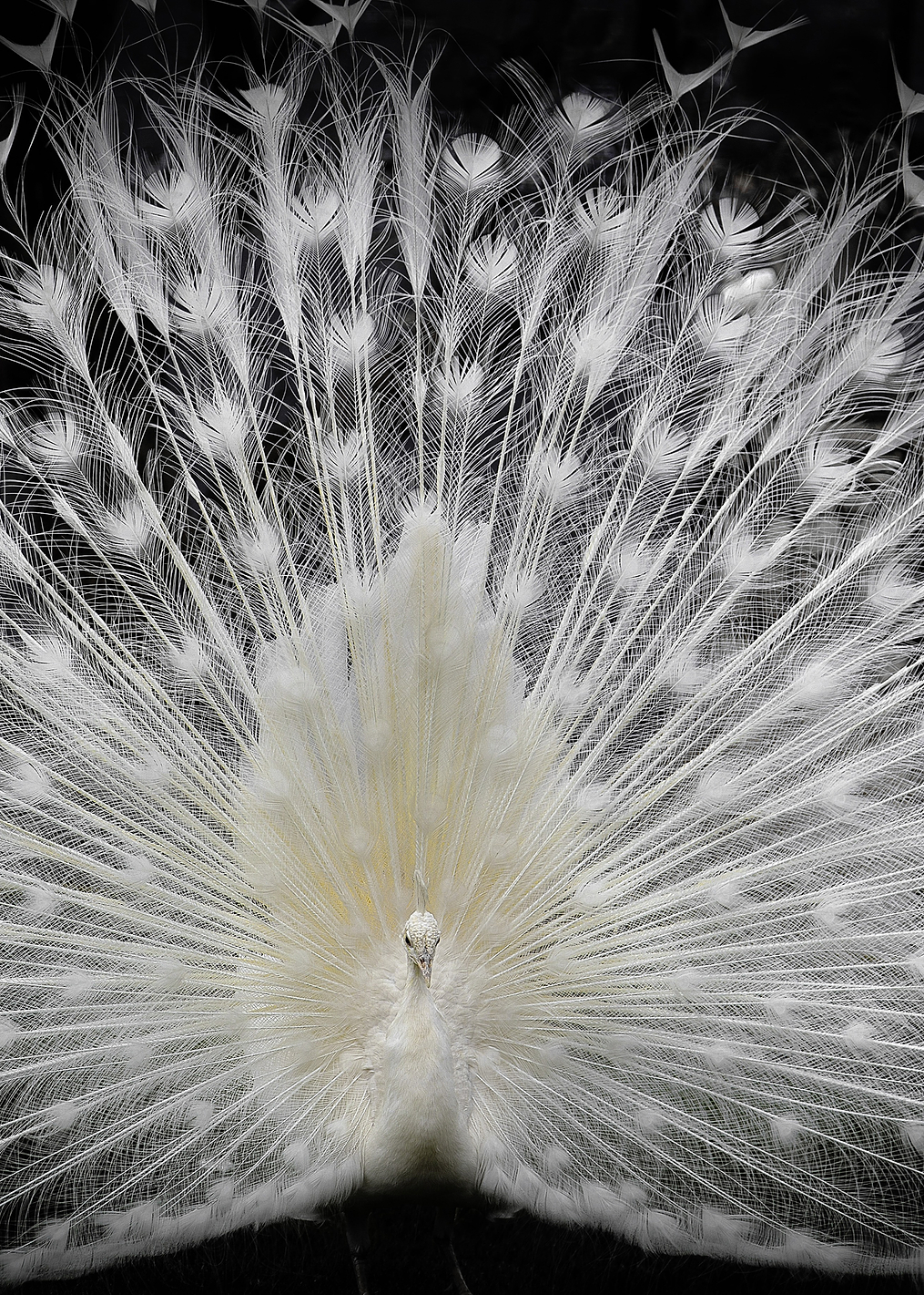 black and white,: постер из коллекции World Class Photos