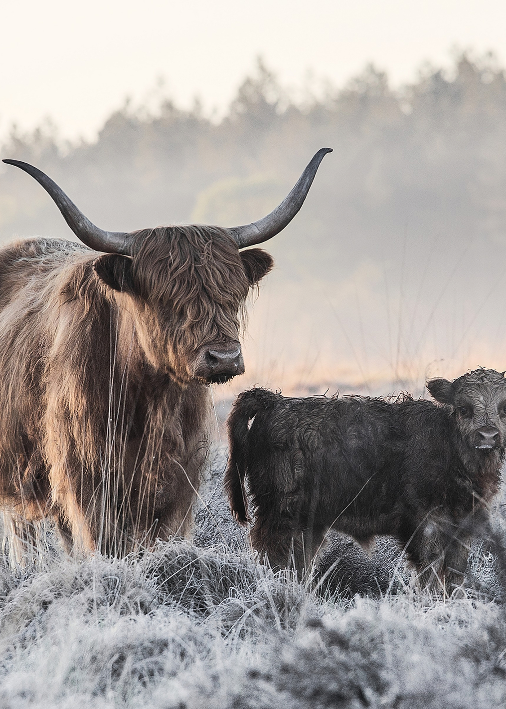 Highlander and Calf: постер из коллекции World Class Photos