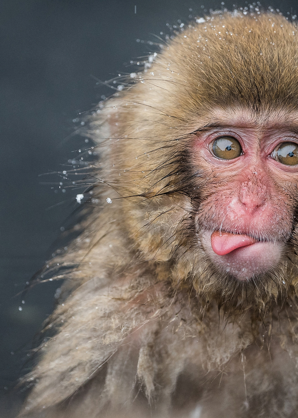 Monkey: постер из коллекции World Class Photos