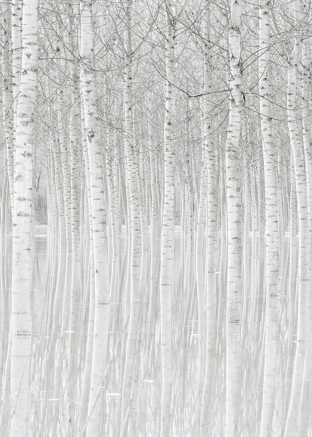 Trees: постер из коллекции World Class Photos