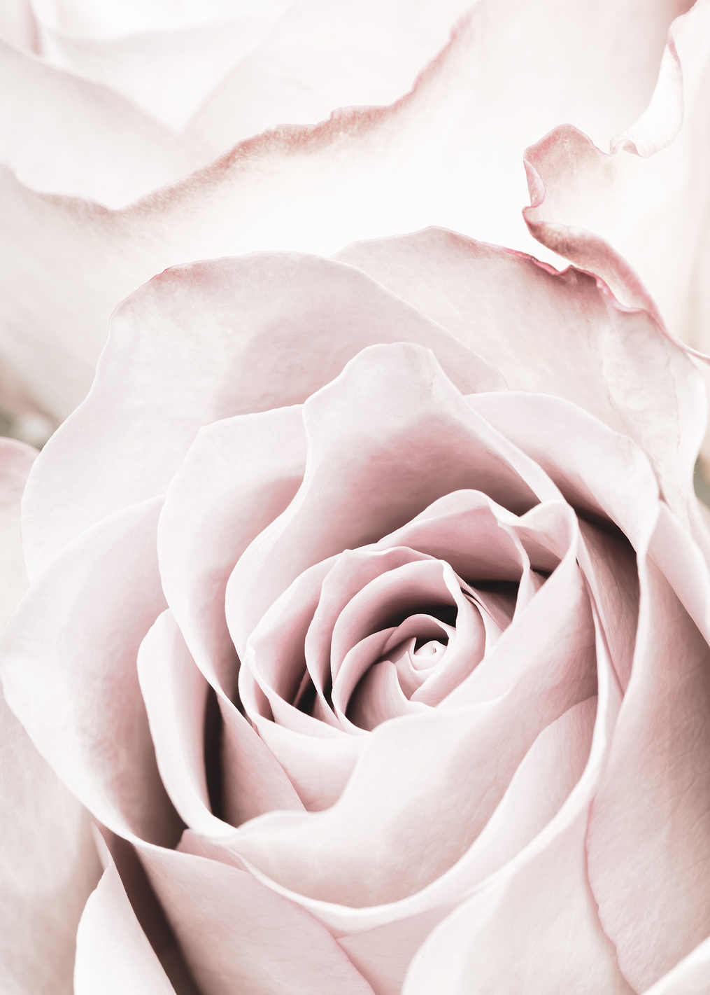 Pink Rose No 05: постер из коллекции World Class Photos