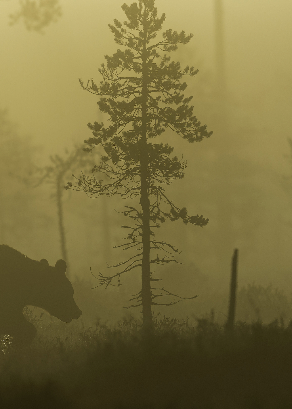 Morning Fog: постер из коллекции World Class Photos