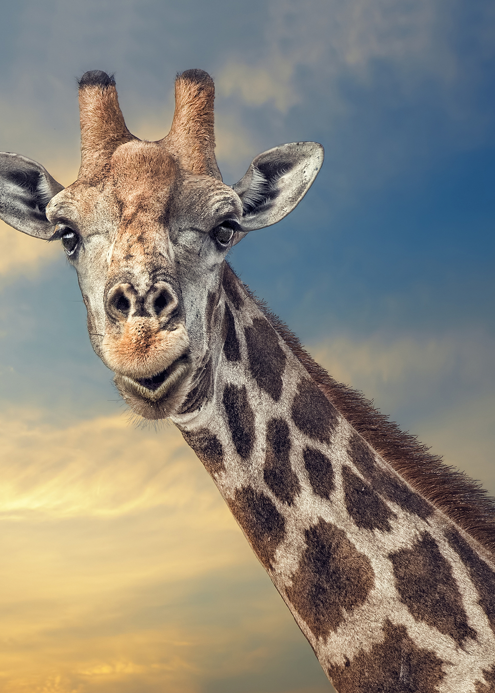 the friendly giant: постер из коллекции World Class Photos