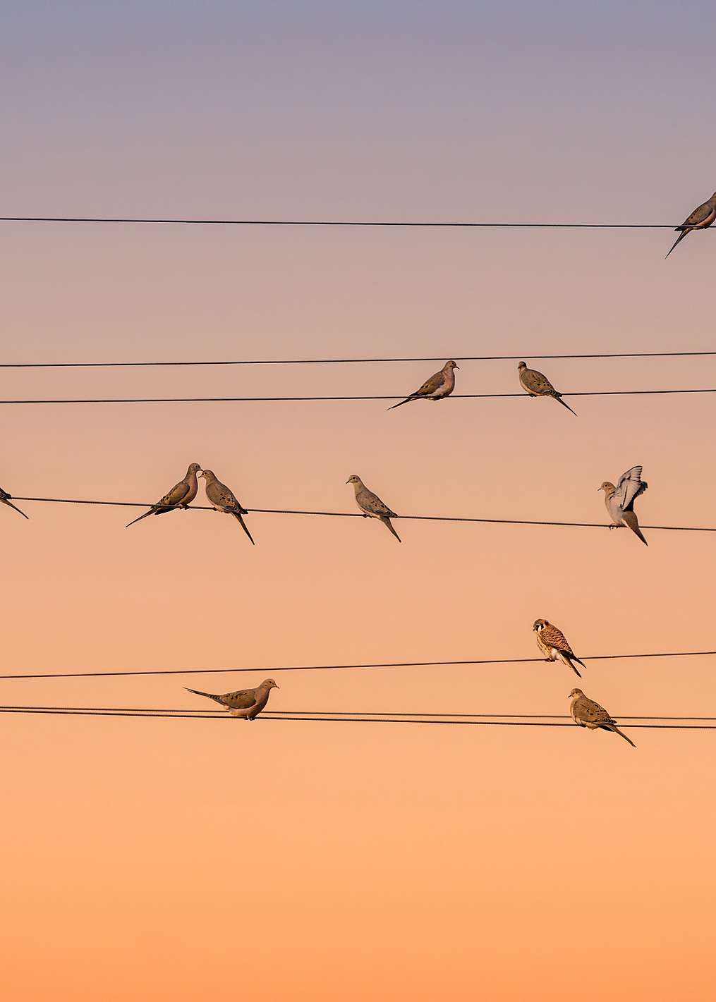 Music of Light: постер из коллекции World Class Photos