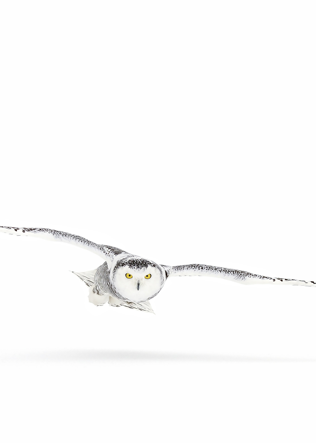 Snowy owl on the hunt: постер из коллекции World Class Photos