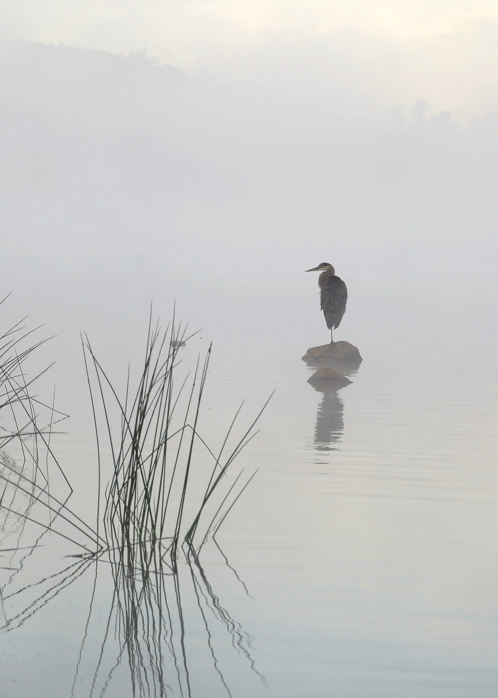 Heron in the morning mist: постер из коллекции World Class Photos