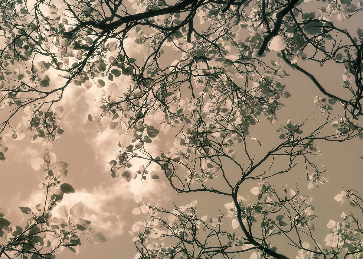 Rustle Images 'Leaves rustle' Poster, picture, metal print, paint by Dagmar Giers ...