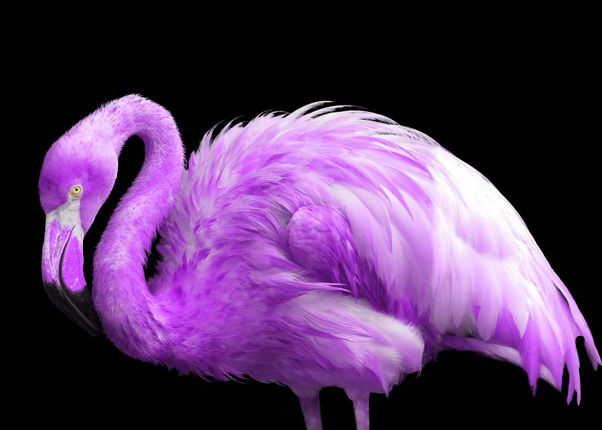 purple flamingo' Poster, picture, metal print, paint by Melanie