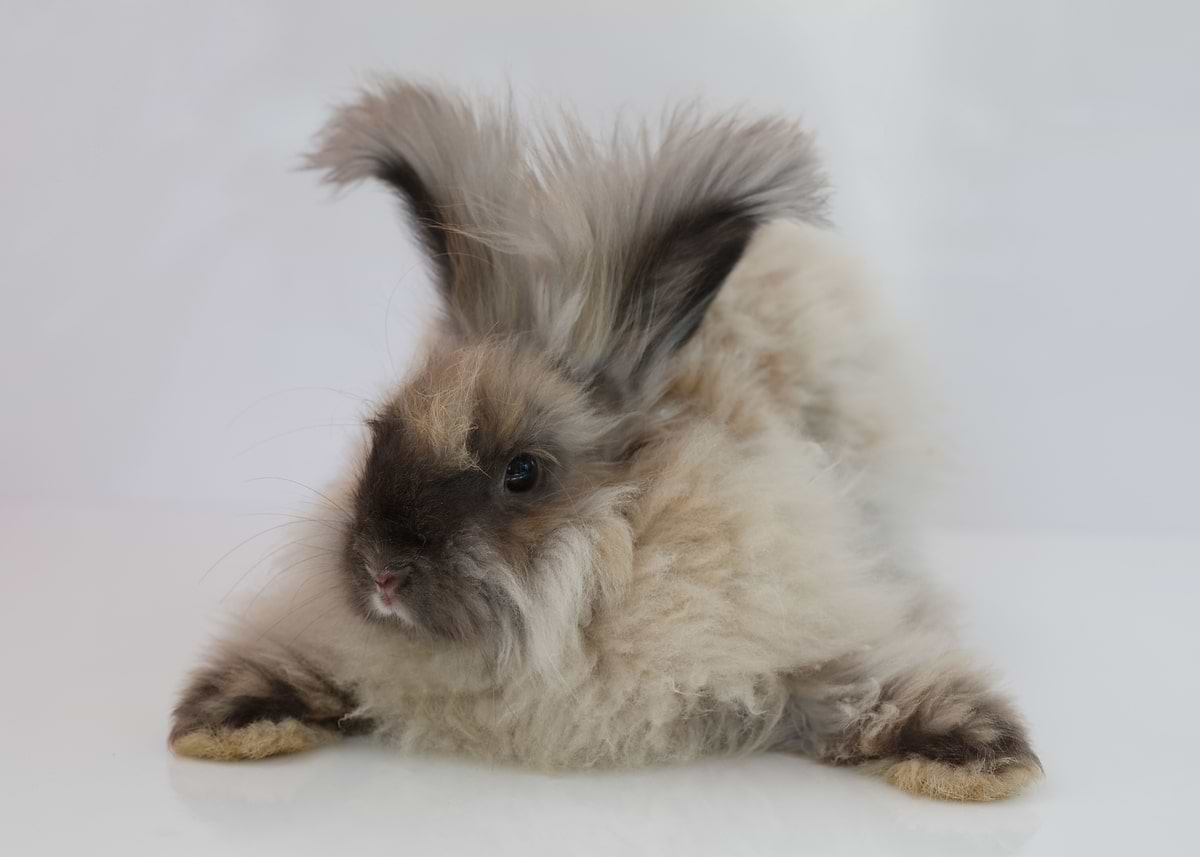 'Angora Rabbit' Poster, picture, metal print, paint by Melanie Kowasic ...