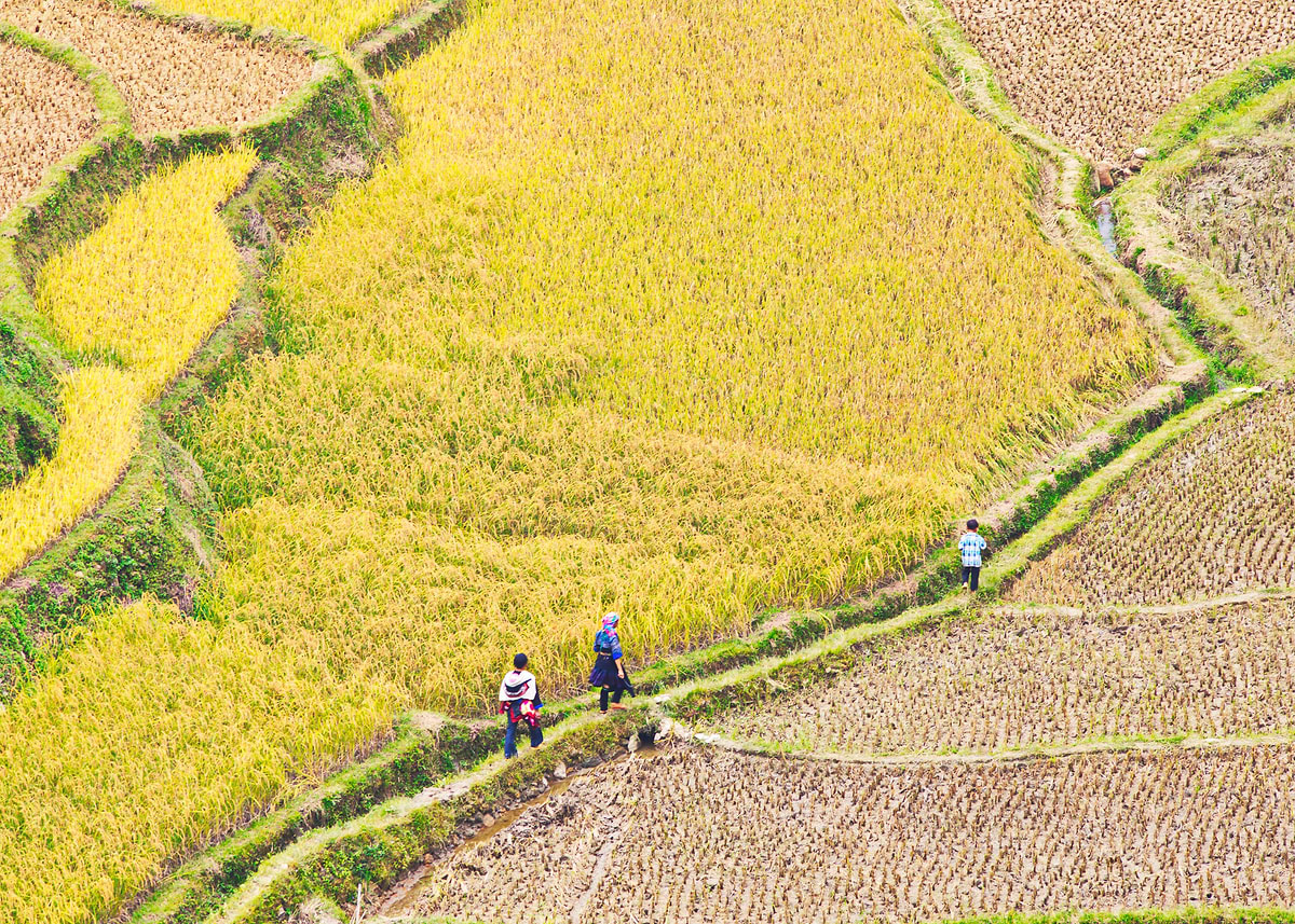 Goodbye Rice Field 'Family passing rice fields' Poster, picture, metal print, paint by ...