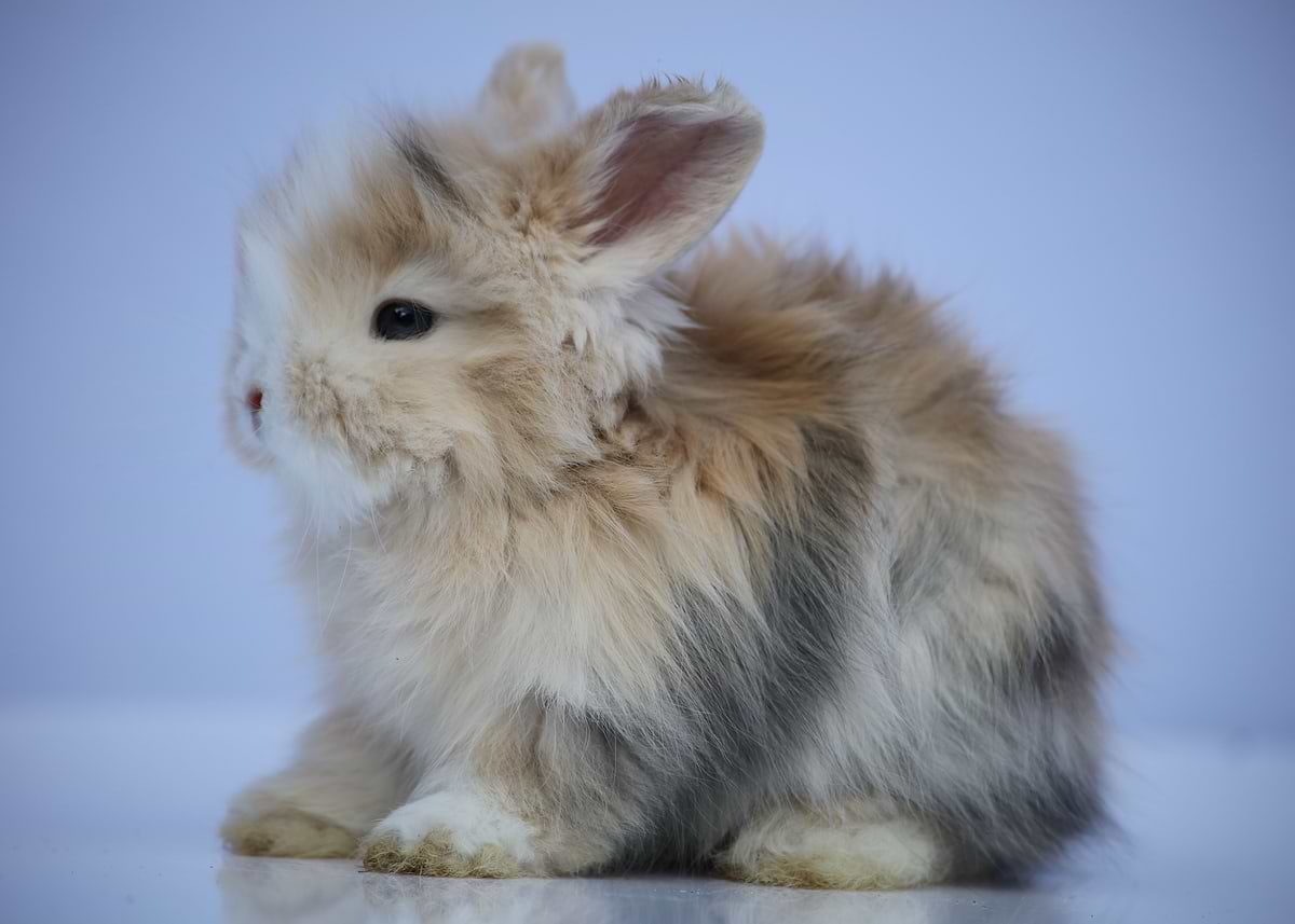 'Angora Bunny' Poster, picture, metal print, paint by Melanie Kowasic ...