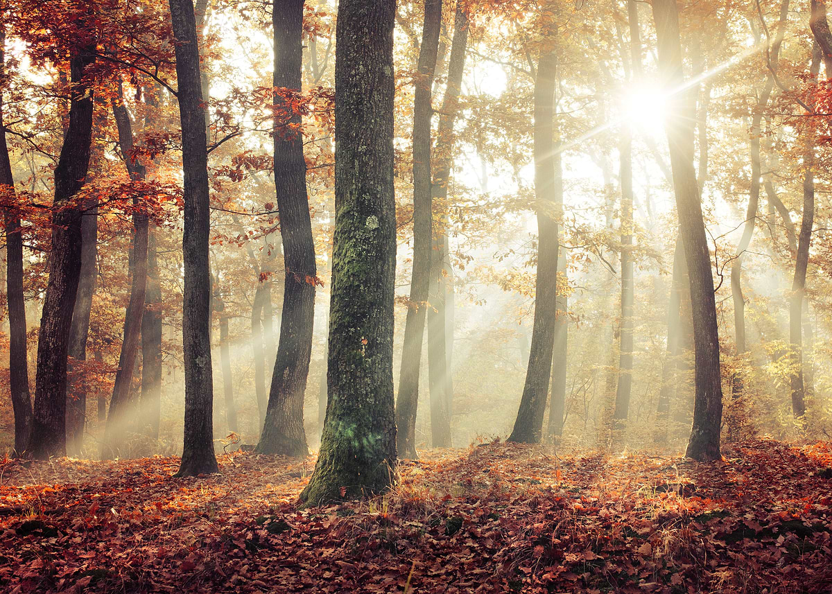 'Fall morning sunrays' Poster, picture, metal print, paint by Zsolt ...