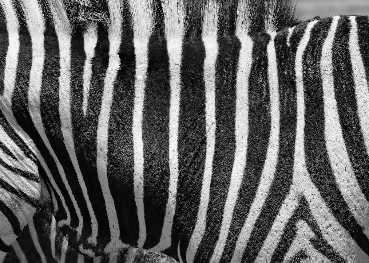 Zebra Pattern Paint 'Zebra Pattern G' Poster, picture, metal print, paint by Barbara Fraatz ...