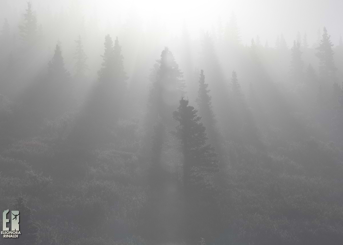 'Alaskan Dawn' Poster, picture, metal print, paint by Eleonora Rinaldi ...