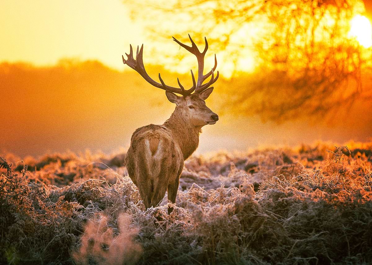 'Deer' Poster, picture, metal print, paint by Ichiro Ninja | Displate