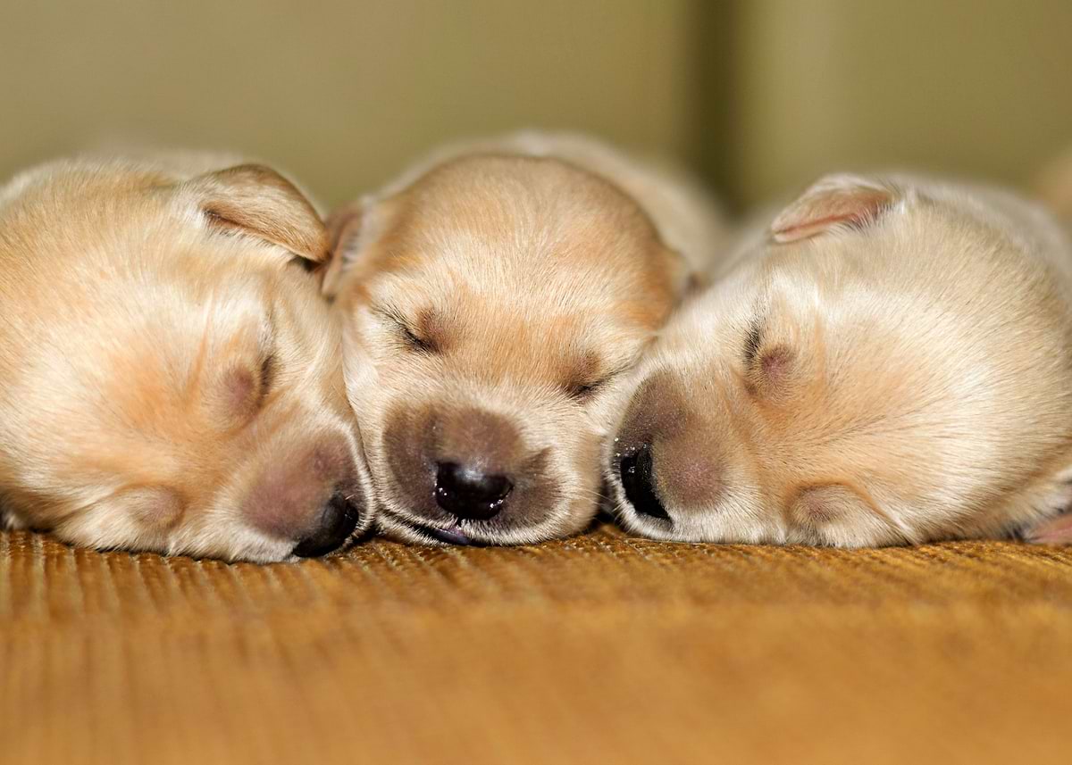 'Three new puppies' Poster, picture, metal print, paint by Jane ...