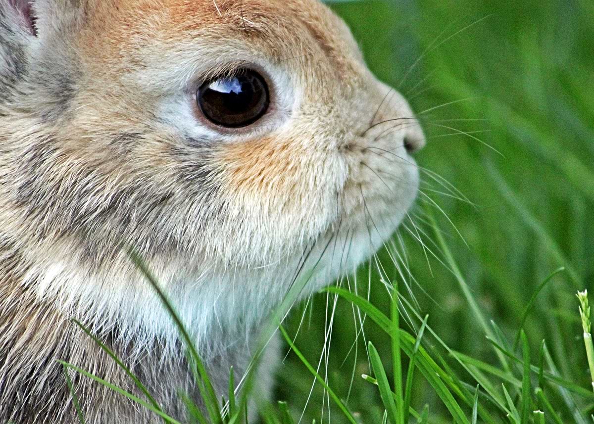 'Dwarf Rabbit' Poster, picture, metal print, paint by NATURECO | Displate