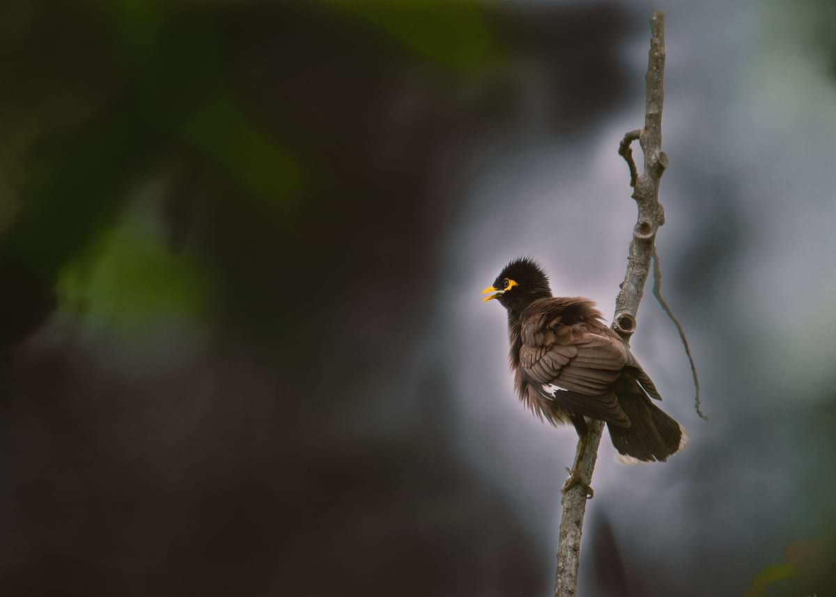 Myna Poster 'common myna' Poster, picture, metal print, paint by Yazir Zubair ...