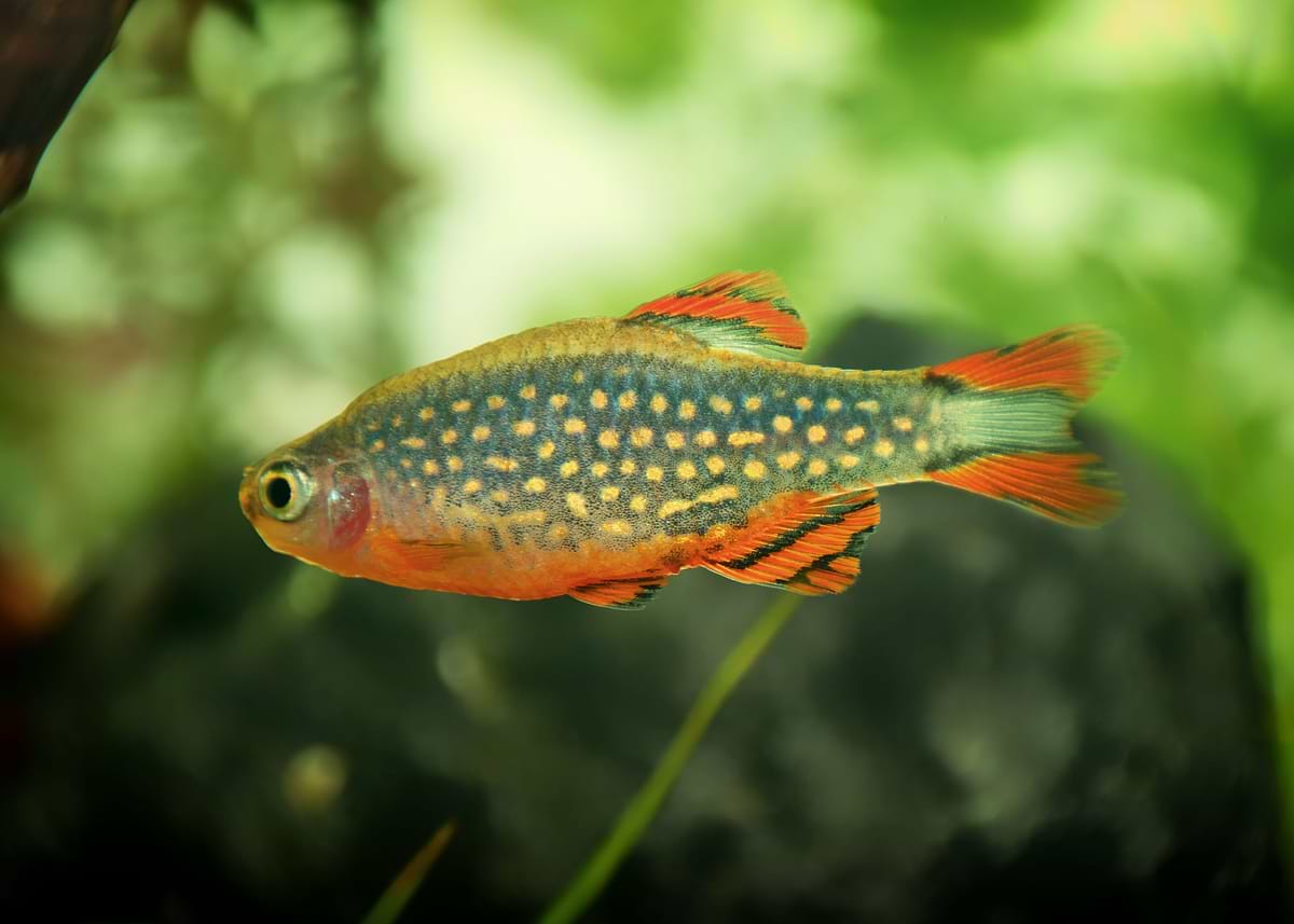 'aquarium rasbora fish' Poster, picture, metal print, paint by ...