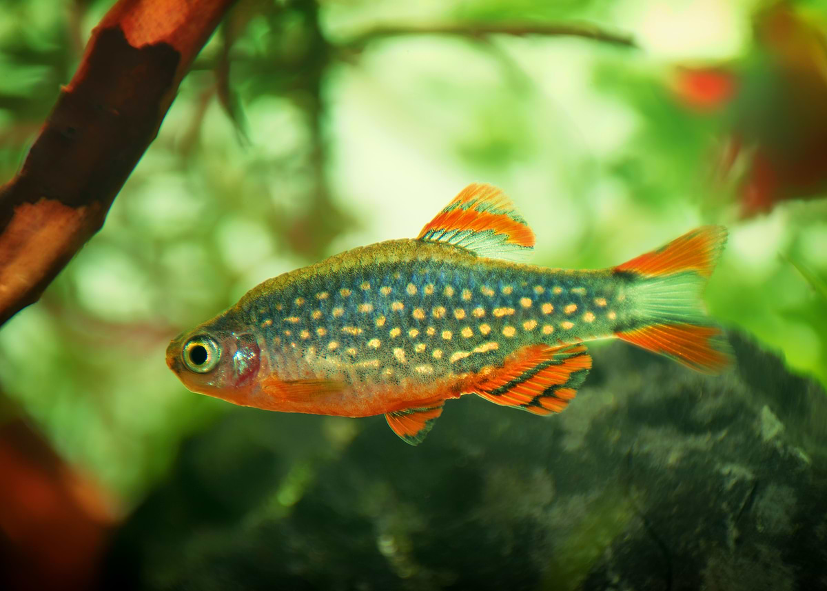 Red Raspitora Fish 'aquarium rasbora fish' Poster, picture, metal print, paint by ...