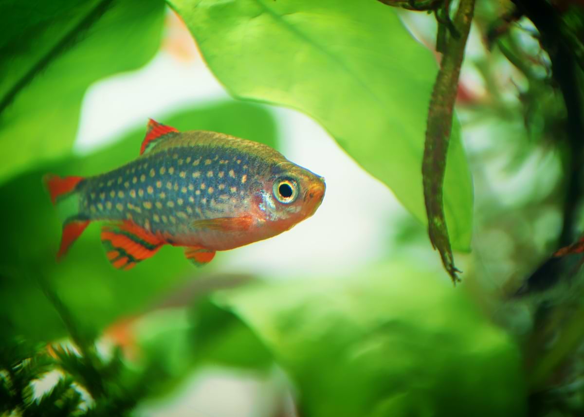 Red Raspitora Fish 'aquarium rasbora fish' Poster, picture, metal print, paint by ...
