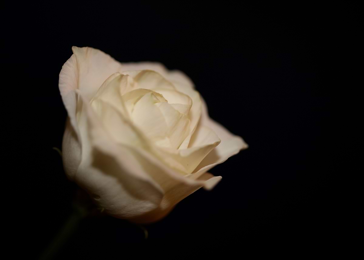 Countdown Rose 'White rose flower close up' Poster, picture, metal print, paint by ...