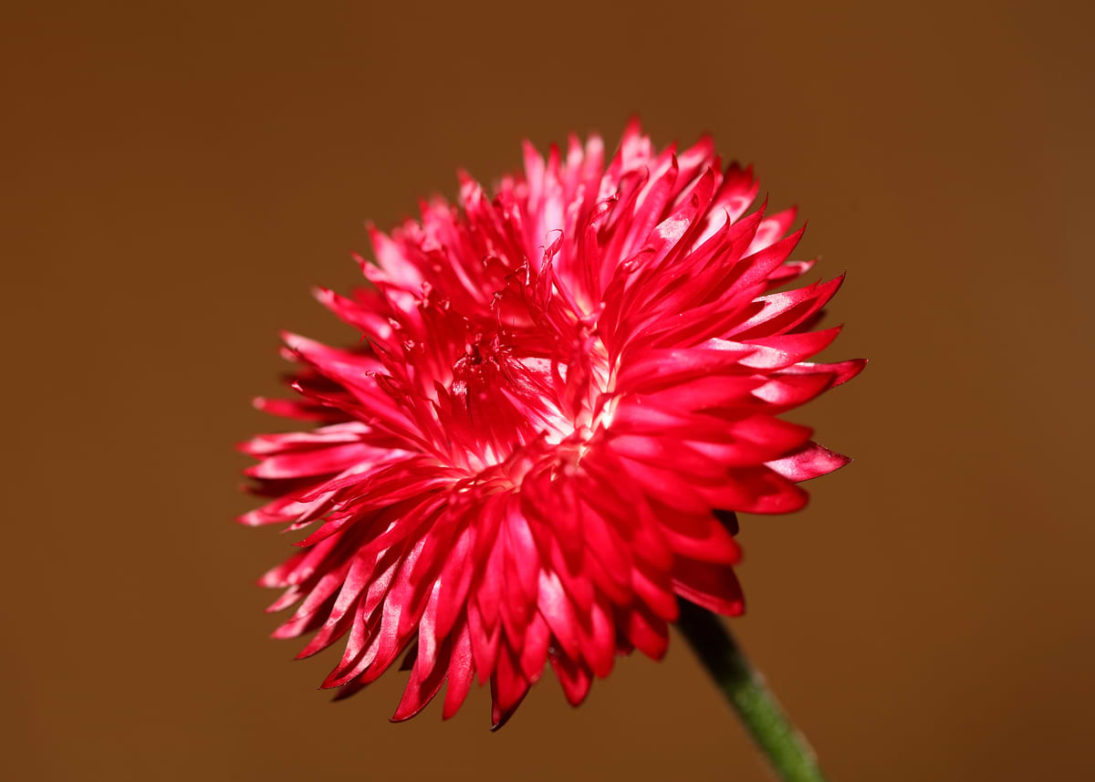 'Helichrysum flower macro' Poster, picture, metal print, paint by ...