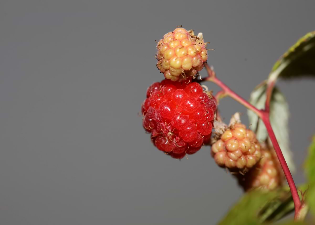 Rode Rups Fruit 'Rubus red fruit close up' Poster, picture, metal print, paint by ...
