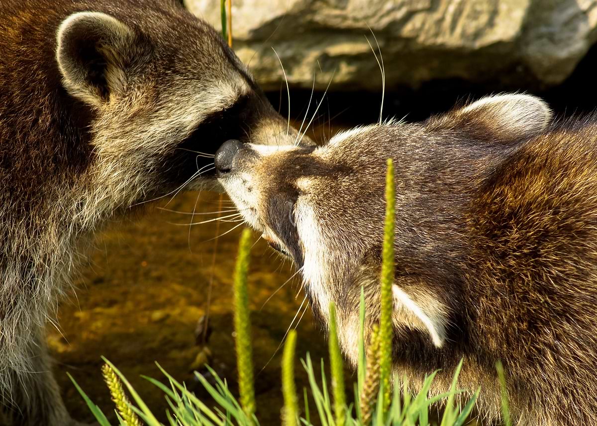 'Two RacCoons' Poster, picture, metal print, paint by Little Shopi ...