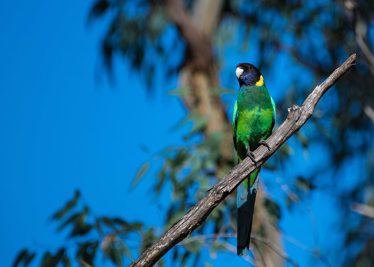 Stringer Parrot 'Australian Ringneck Parrot' Poster, picture, metal print, paint by ...