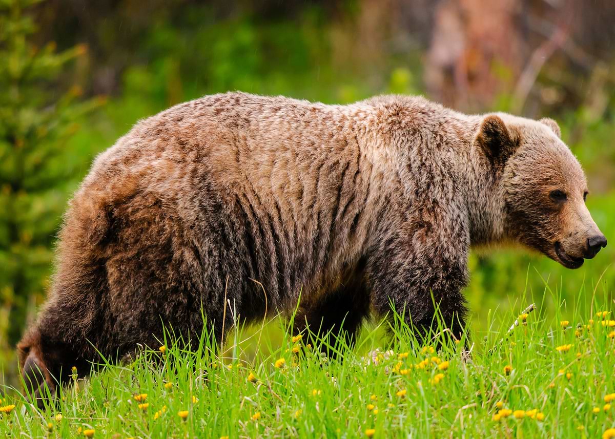 'bear wildlife' Poster, picture, metal print, paint by Kynan Rowe ...