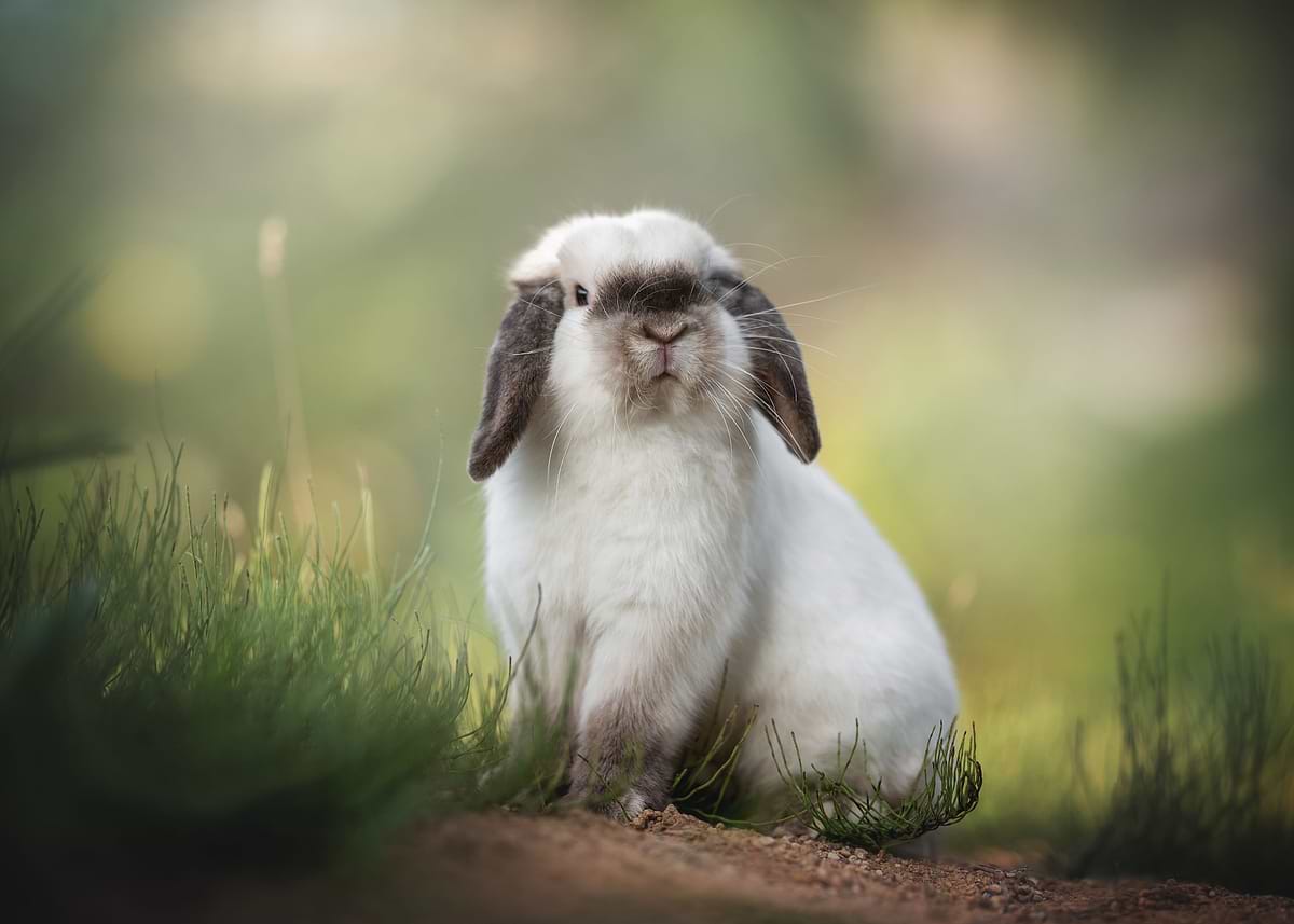 'Cute Rabbit' Poster, picture, metal print, paint by ArtWorld Emporium ...