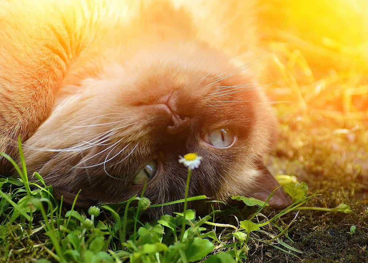 'Cute cat' Poster, picture, metal print, paint by Riddle Mack | Displate