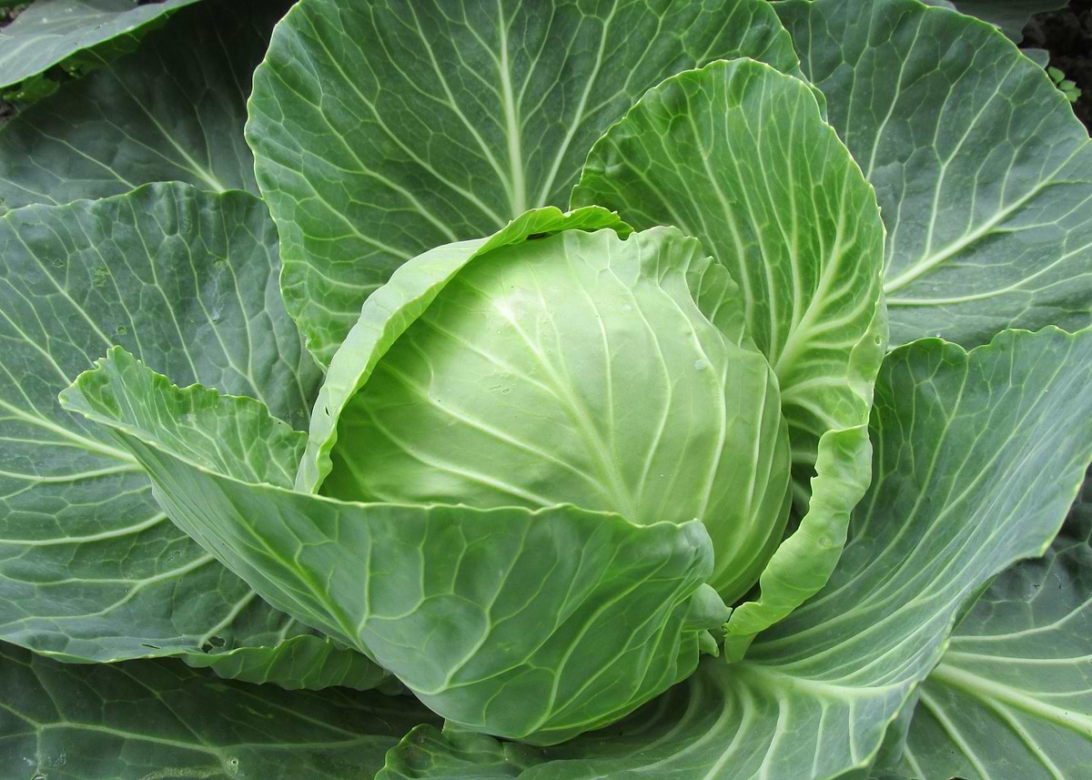 'cabbage' Poster, picture, metal print, paint by TheGolden Hand | Displate