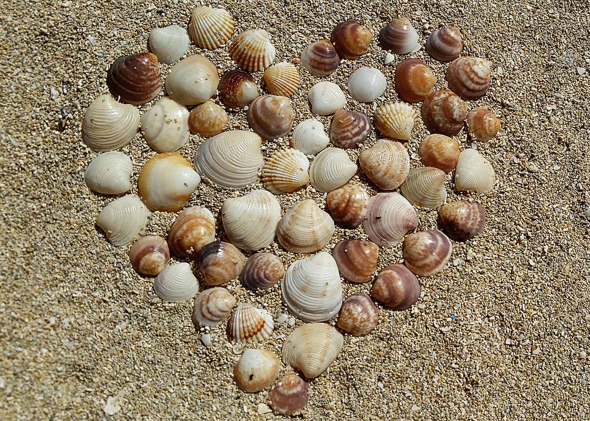 Heart Behind Shell 'Heart of Shells' Poster, picture, metal print, paint by KrispyArt ...