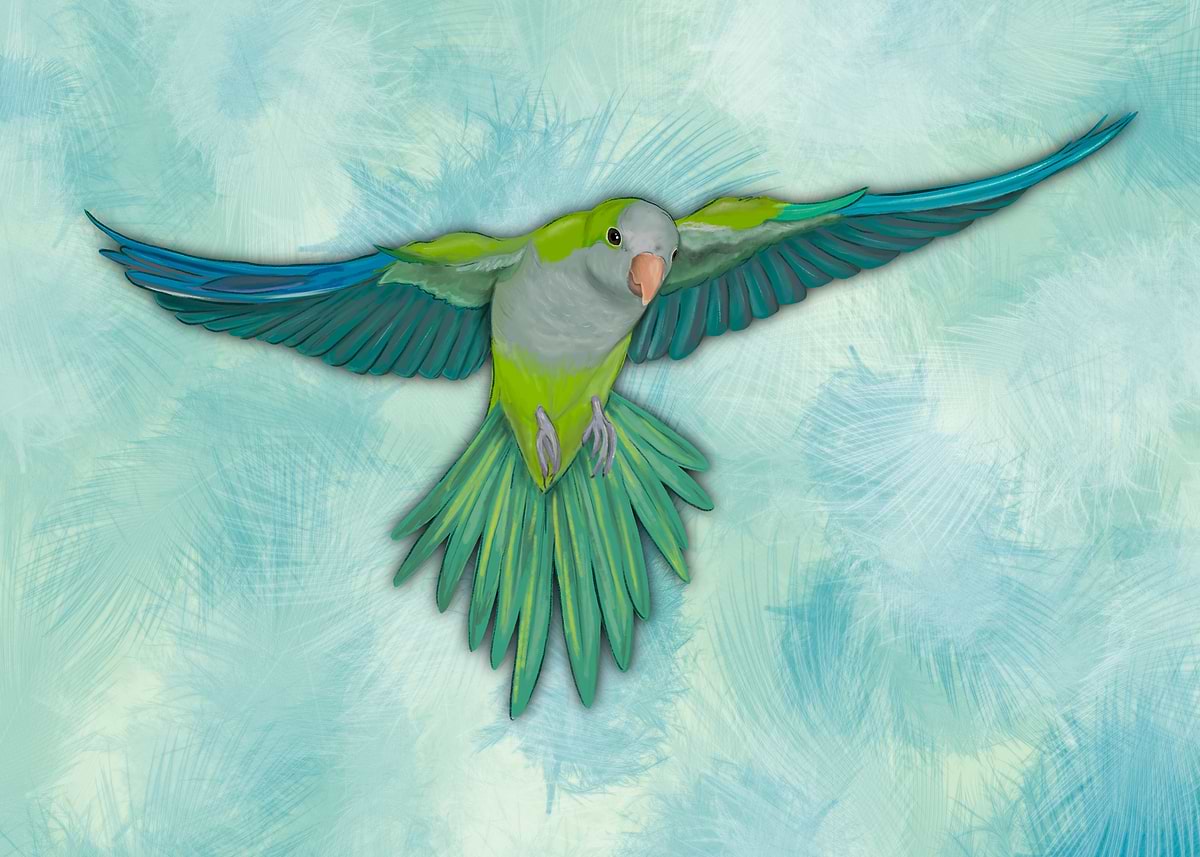 Flying quaker parrot' Poster, picture, metal print, paint by