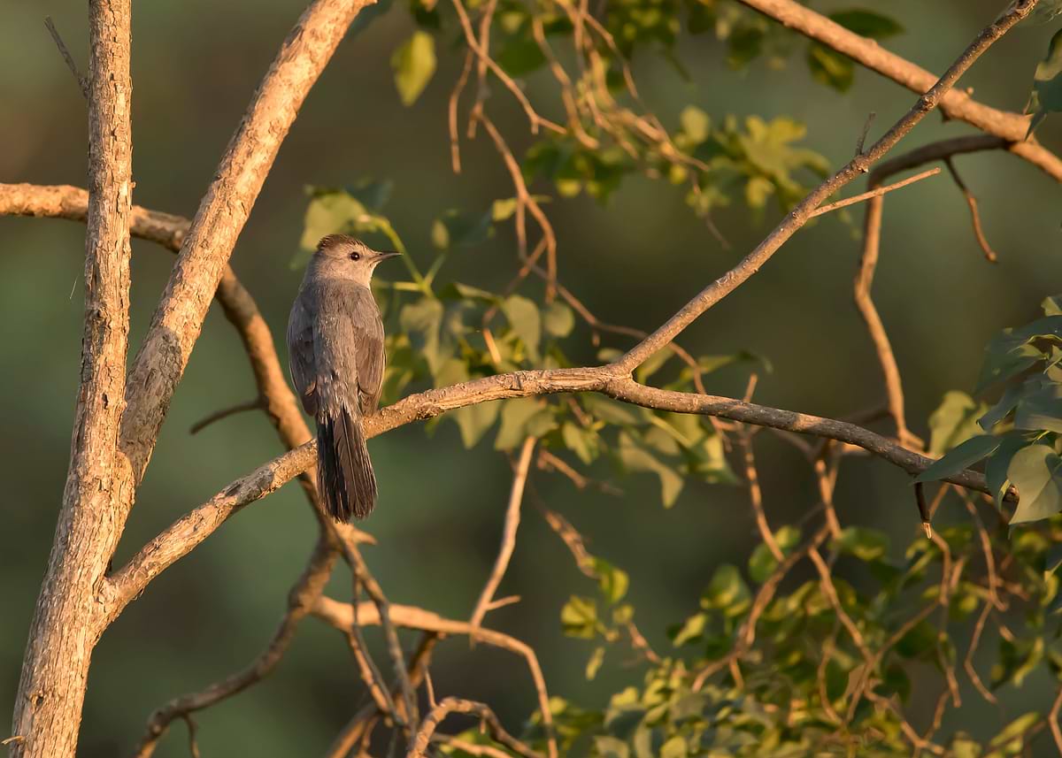 'Gray catbird in a tree' Poster, picture, metal print, paint by Katie ...