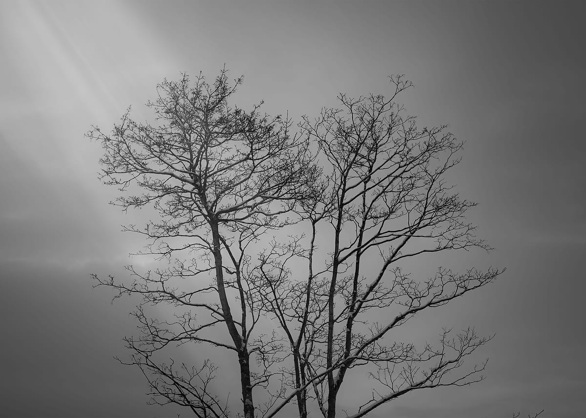 'BW TREE' Poster, picture, metal print, paint by Yomtov Visuals | Displate