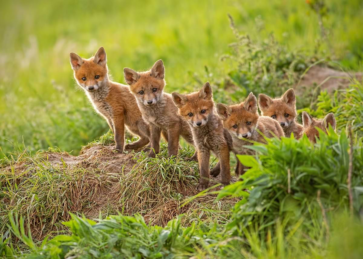 'Litter Fox Line up' Poster, picture, metal print, paint by ArtWorld ...